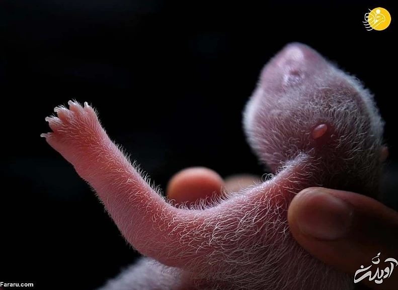 تصاویر منتخب حیات وحش در یک هفته